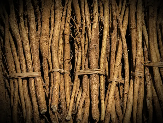 Tongkat Ali root, bundled and dried