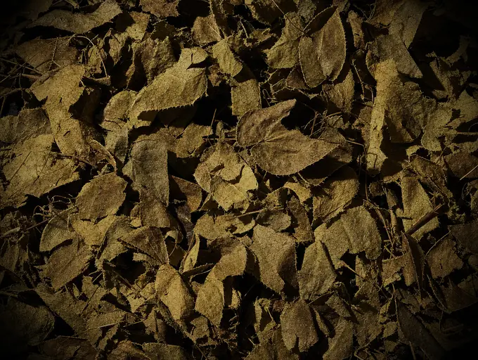 Epimedium leaf, dried